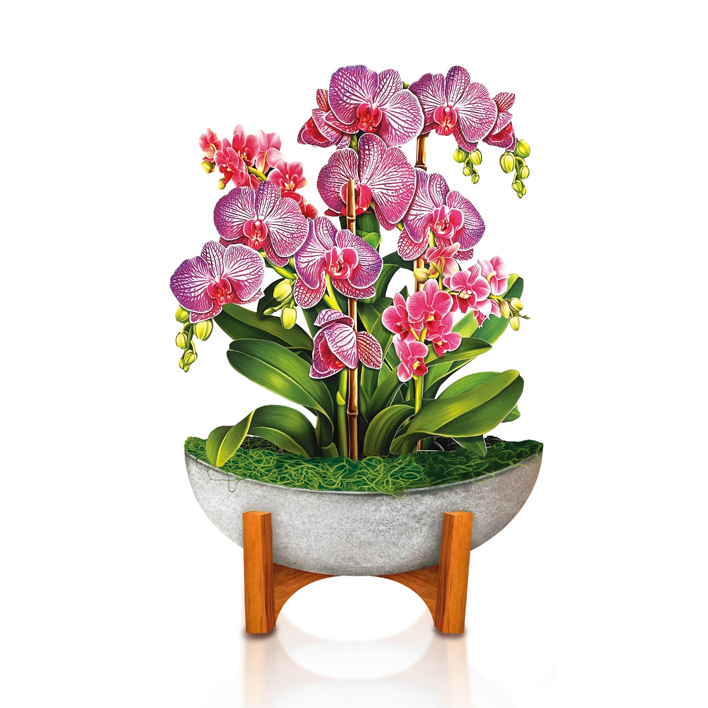 Mini Orchid Oasis (10 Pop-up Greeting Cards)